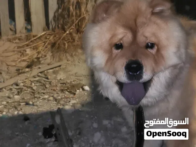 كلب تشاوشاو