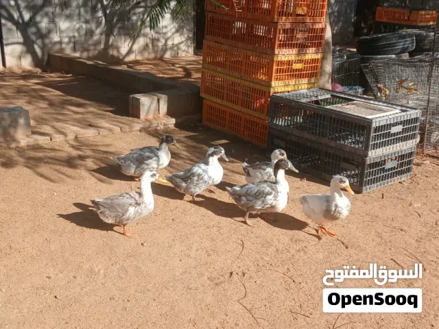 بسم الله مشاءالله بط للبيع