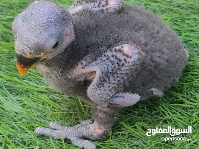 ببغاء اكلكتوس إنتاج محلي