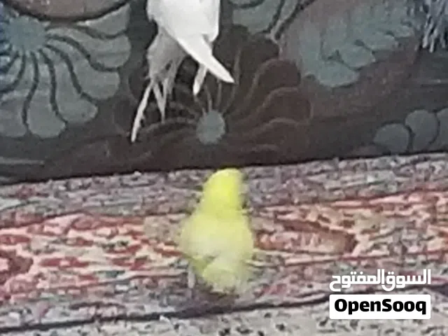 طيور اليفه مدربه ماتعض سعر الطير الواحد7الف