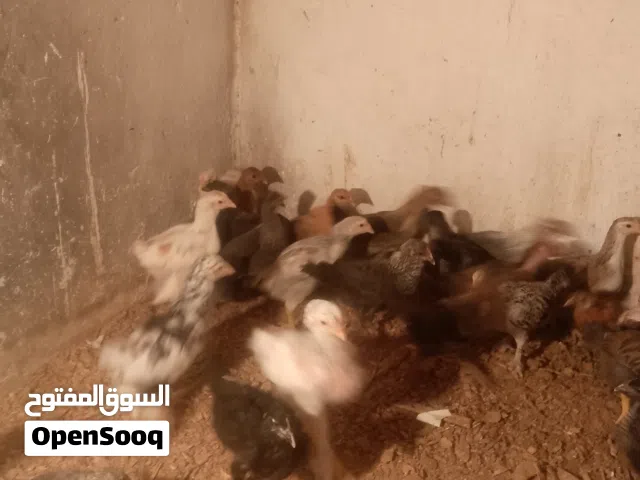 عتاتيق للبيع