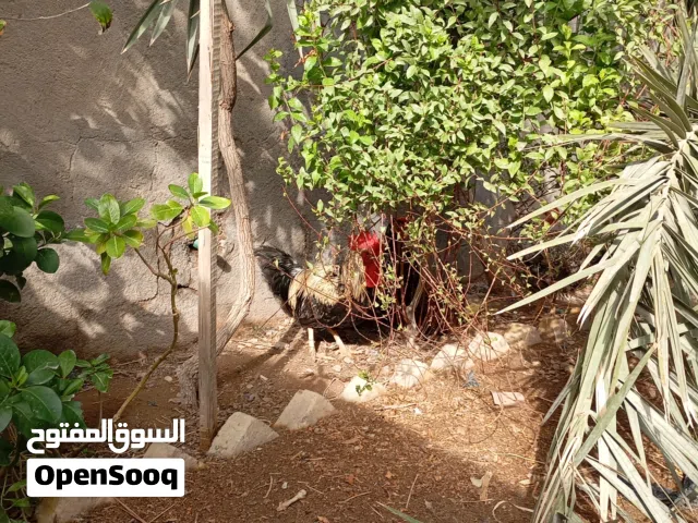 دجاج مال بيت كافة الأعمار ابيع شلع لعدم التفرغ سعر مناسب