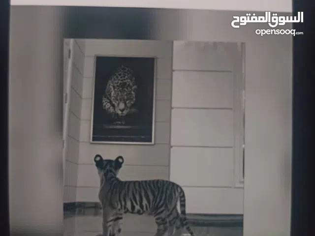 امراش سوناتا تحيه 2012 الاربعه