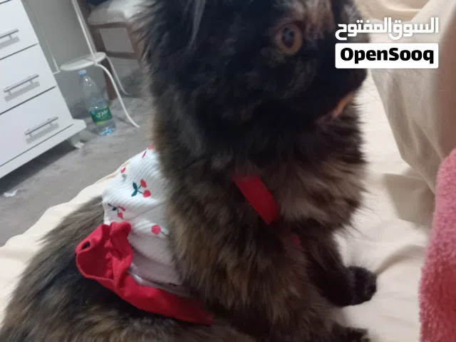 قطة شيرازي للبيع