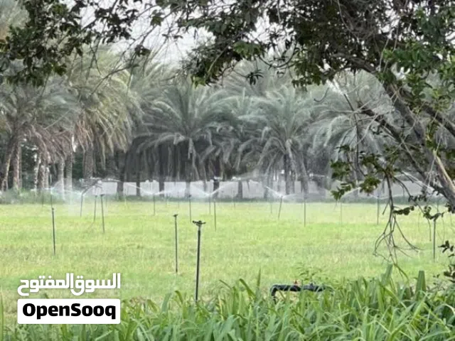 للبيع ارض زراعية بولاية صحار