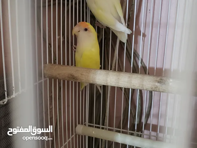 تخفيضات ثنتين اناث روز منتج مضمون وحدة ابيض وحبة اصفر عيون احمر الحبة 4000 من الاخير الحبتين 8.000