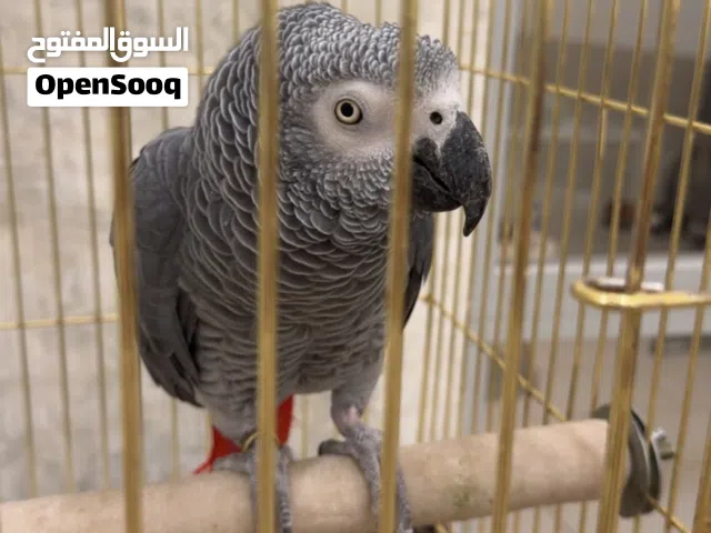 للبيع كاسكو حجم سوبر جامبو يسولف