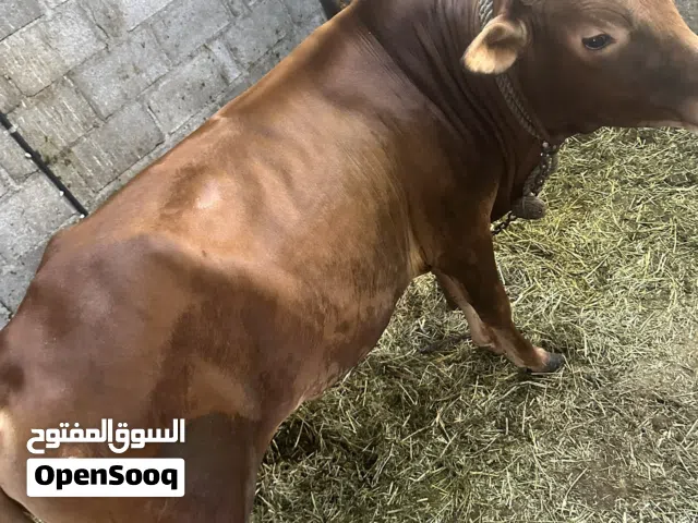 ثوار اثنين عمانيات محليات من صغار معنا مربيات