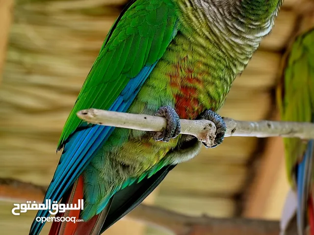 ببغاء كنيور قرين شيك