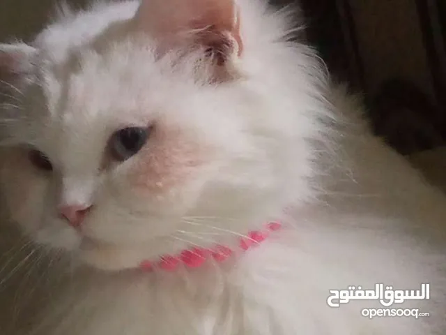 قطه للبيع السعر 25الف وبيها مجال