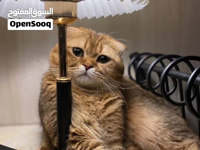 مرحبا قط سكوتش فحل اريدله نثيه طالب تزاوج تزاوج فقط ملقح وعنده كارت لقاح وصحته الحمدالله كلش تمام