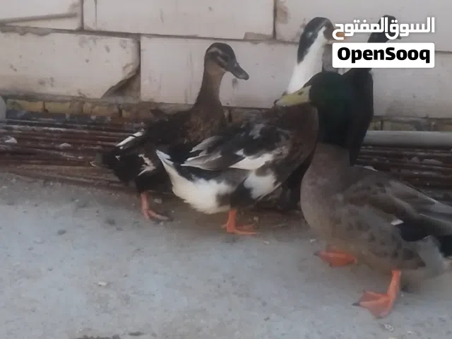 بشوش عدد 4 للبيع