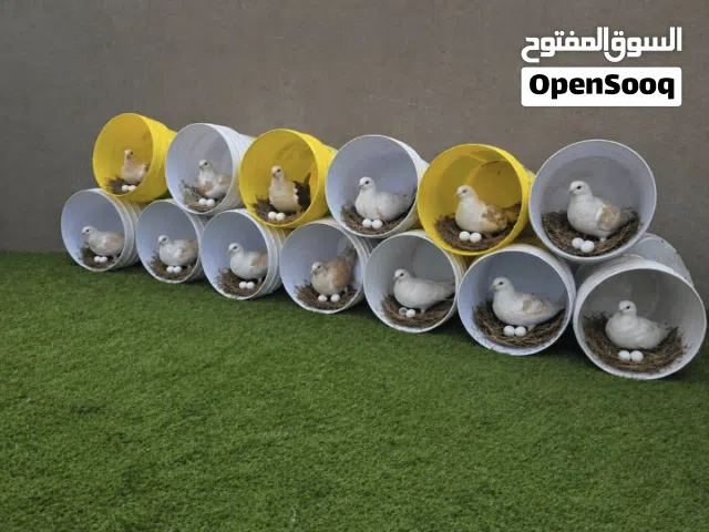 سطول بلاستيك