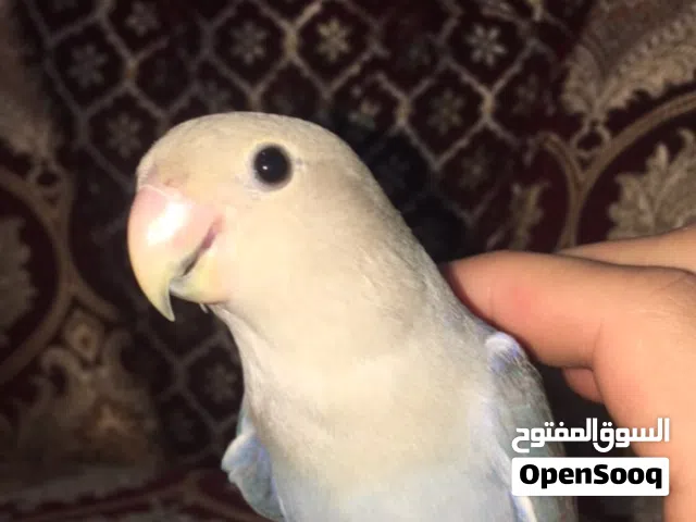 للبيع طائر روز اليف هدد