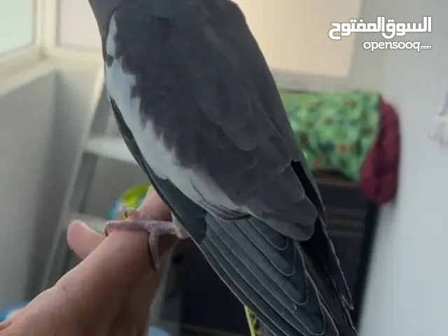 للبيع طير كوكتيل صحه ونضافه الطير هدد