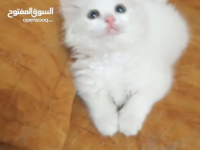 قطة انثى للبيع بسعر رمزي