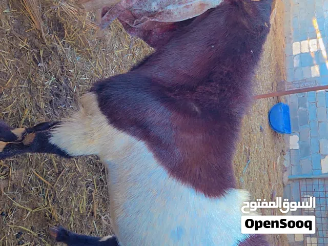 ثيران للبيع تيس بور قوت تمور سح نفيعه معسل