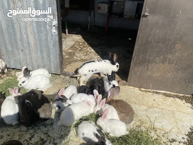 أرانب بصحة فوق الممتازه و مأكل ومشرب من افضل ما يكون مختلفة الأنواع و الأحجام والأعمار للبيع حصرا