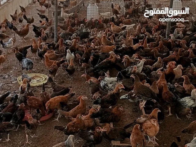 دجاج بلدي