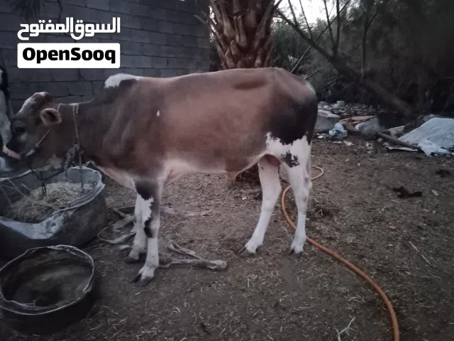 عجول اسمان عراقي شرط الصحه واكو بجره واكو شفج وتشوفه بعينك وجميع السعار موجود