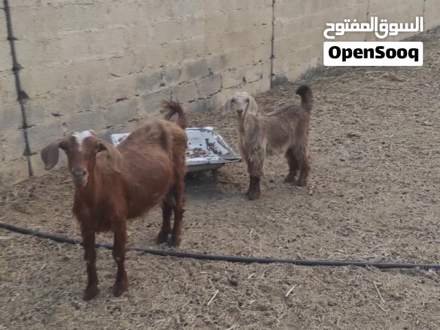 للبيع او البدل بجعد شاه تحتها صخله