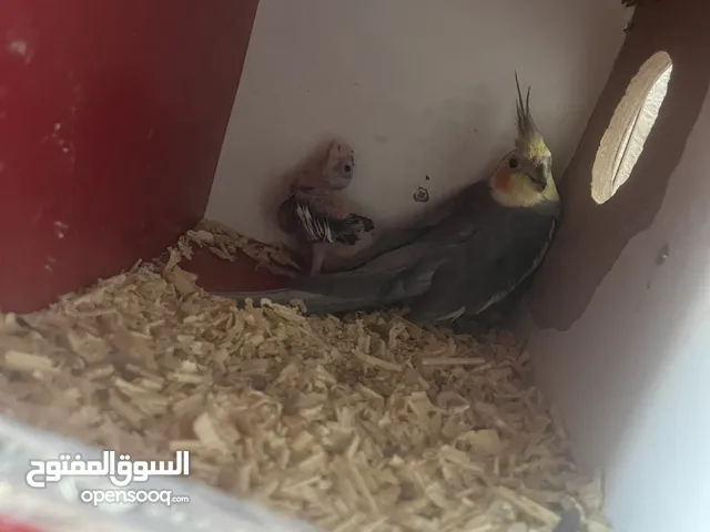 جوز كوكتيل ازيبلا تحتو فرخ للبيع