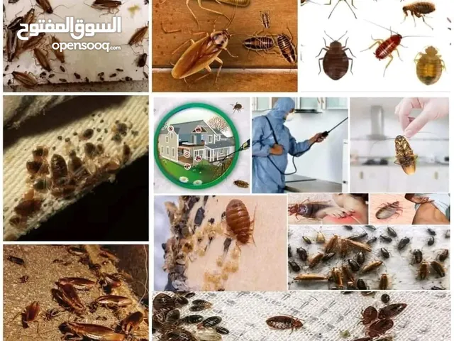 شركة رش حشرات في العين
