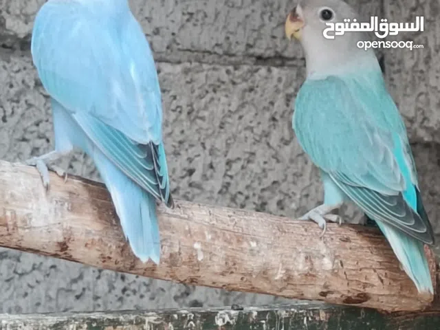 فردين روز شباب للبيع