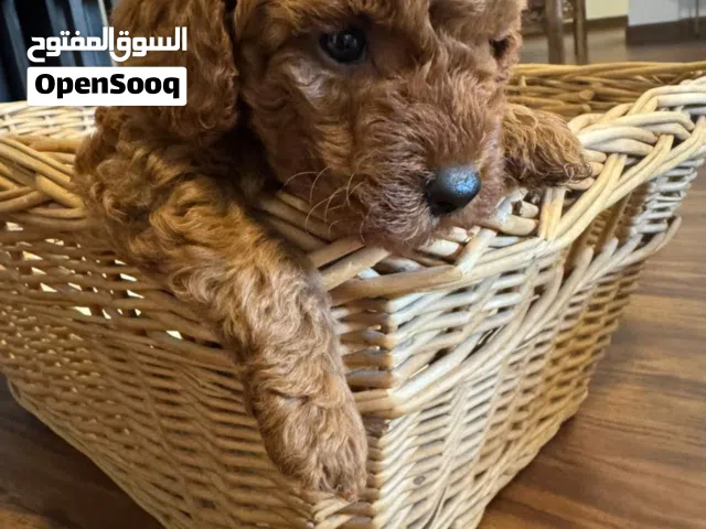 Poodle with papers
