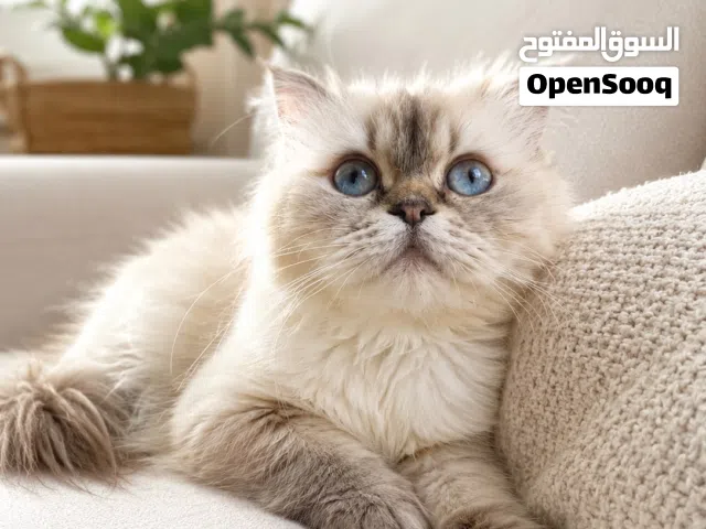 قطه سكوتش هولد مكس هملايا للبيع