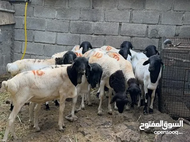 كبشان صوماليات مطعومات طعام الدار