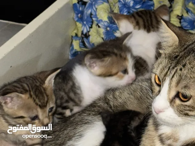 قطط للتبني