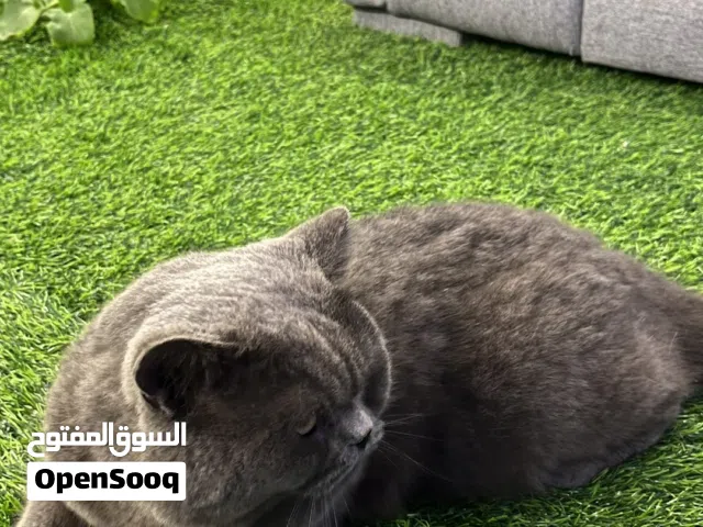 للبيع قط بريطاني اليف