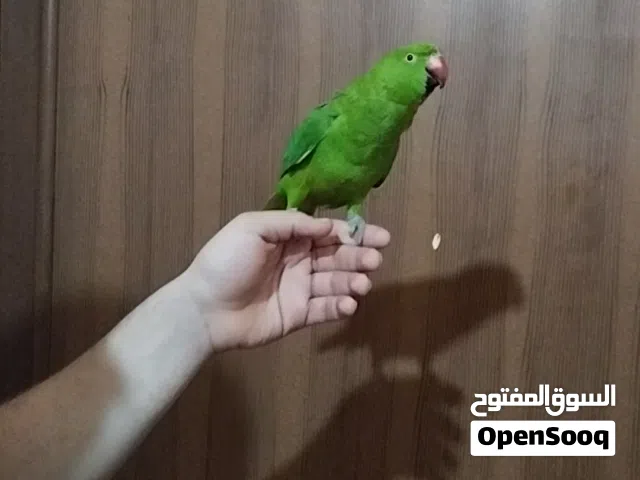 دره هندي اليفه عجينه متكلمه وطير كوكتيل تفاصيل في الوصف