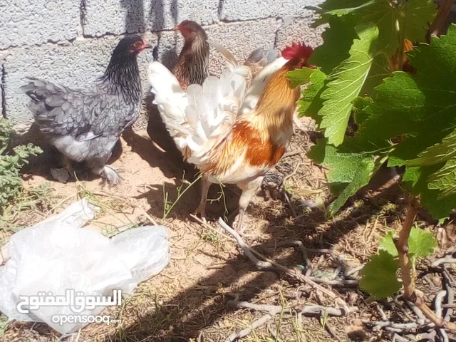 براهما دجاج عربي واملط وبراهما للبيع لأكبر مساوم
