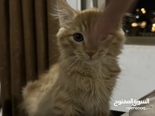 قطط للتبني الجبيهة