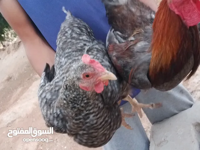 موجود دجاج بلدي بياض عدد 42 و9 ديوك مطلوب بالكوم 6 نقا 6.5