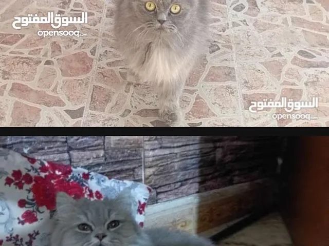 قطط للتبني