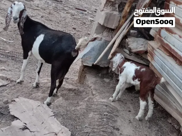 صخلة ماشاء اللة كلش حلوة وراها ذكر عمرها شهرين تقريبا