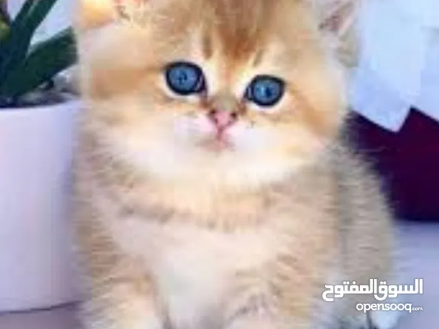 مطلوب قطة انثى صغيرة عمر شهرين