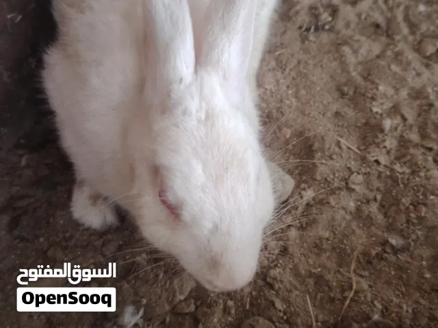أرنب ذكر للبيع او التبادل ب انثى