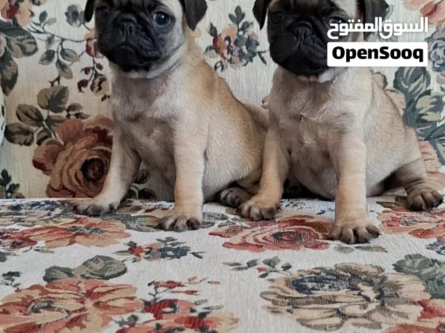 جراء بيغ Pug  مستوى عالمي من الطف الكلاب