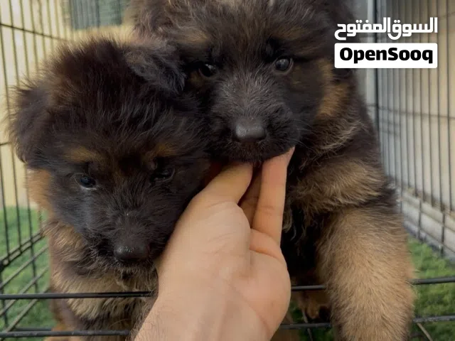 جراوي جيرمن شيبرد لونق هير ذكر و انثى