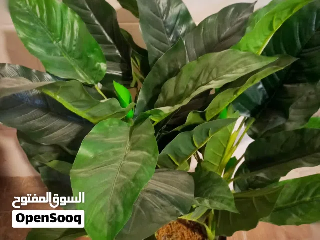 شجره للبيع
