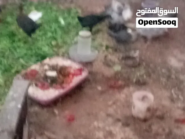فرخات بلدي عمر شهرين ونص جاوا اقرا النص 2