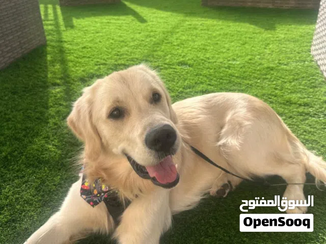 جولدن ريتريفر للتبني لدواعي صحيه
