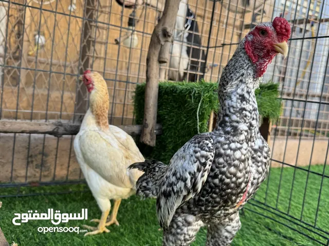 زوج كوشامو مميز