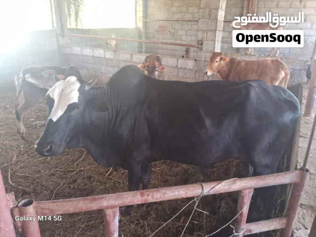 ثور و ابقار.........................................................................................