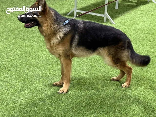 ذكر جيرمن 10 شهور