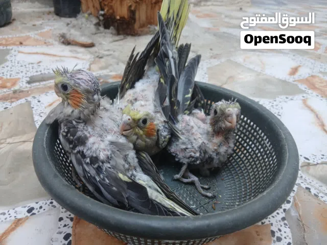 افراخ كوكتيل